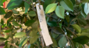 Labels_Fleurop_1